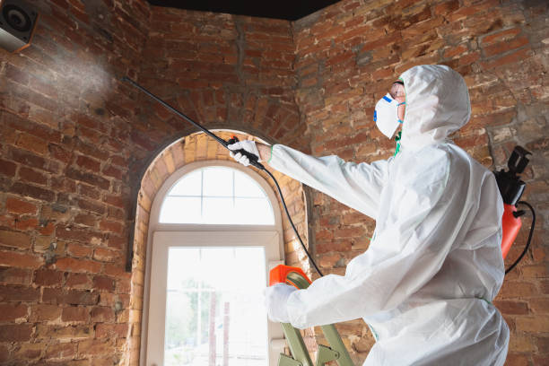 Why You Should Choose Our Mold Remediation Services in Bethel Acres, OK